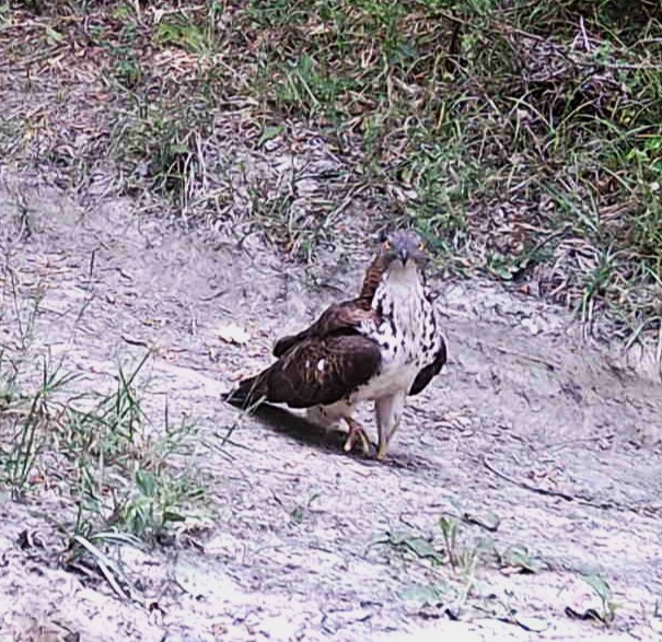 Identificazione rapace